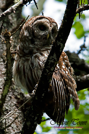 Barred Owl