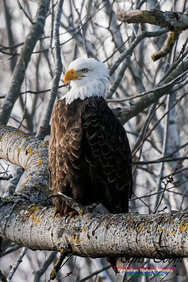 Bald Eagle