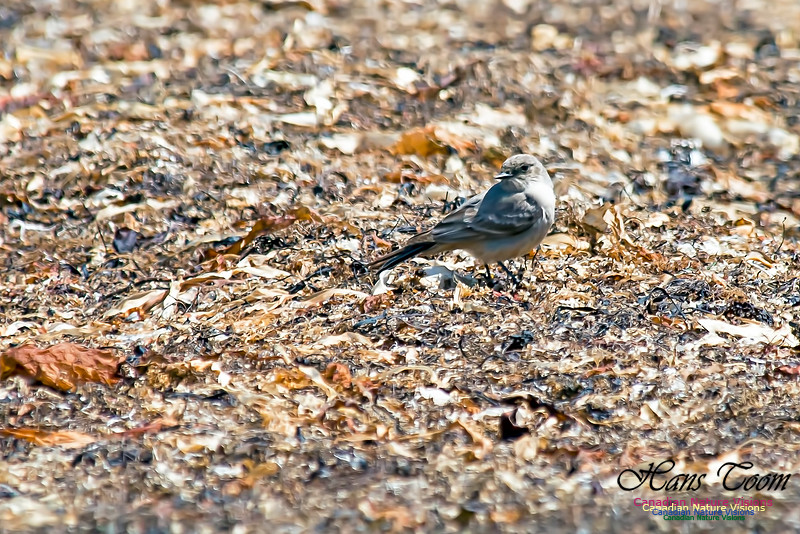 Say's Phoebe