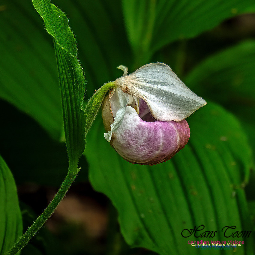 Showy Lady's Slipper Orchid 150