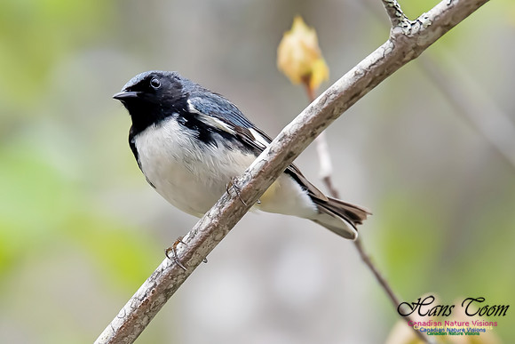 Black-throated Blue Warbler