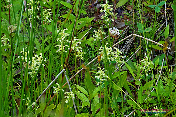 Club-spur Orchid 211