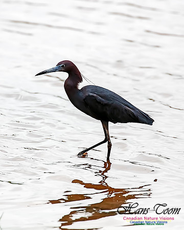 Little Blue Heron 107