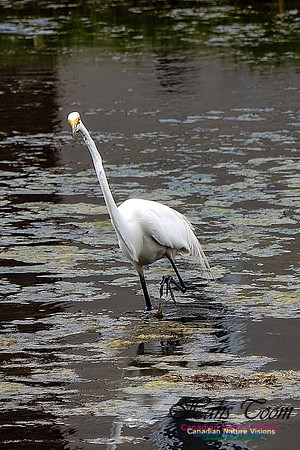 Great Egret 404
