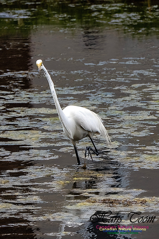 Great Egret 404