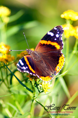 Red Admiral
