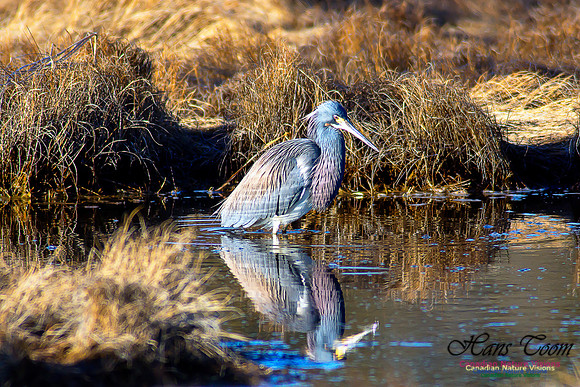 Tricoloured Heron 25