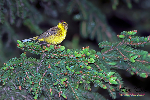Palm Warbler