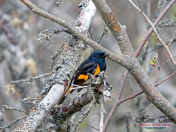 American Redstart 9
