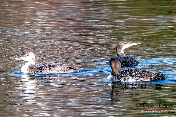 Common Loon 903