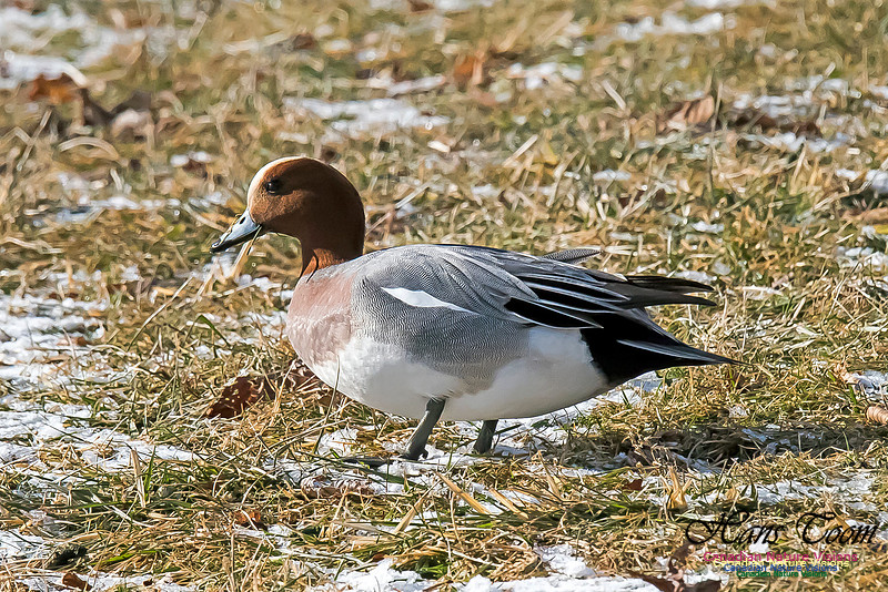 Eurasian Wigeon