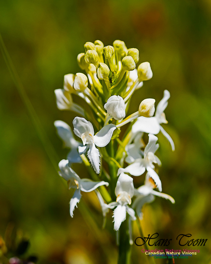 Fringed White Bog Orchid 101