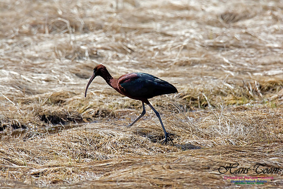 Glossy Ibis