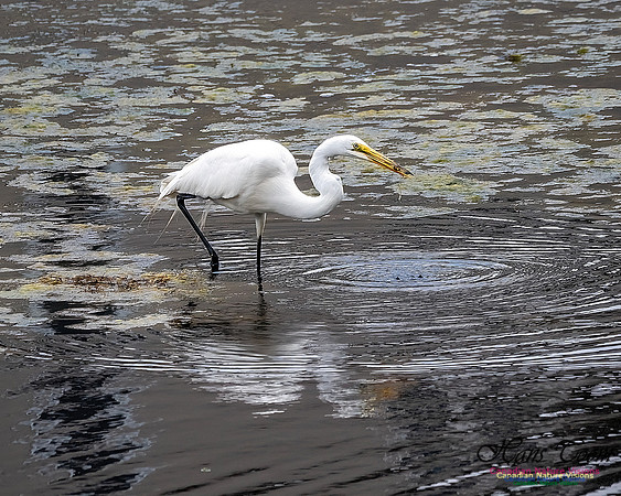 Great Egret 402