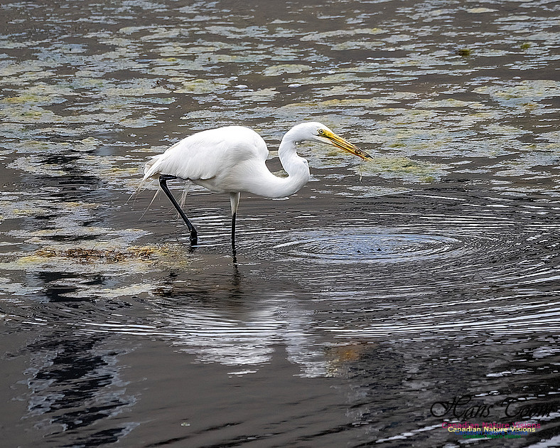Great Egret 402