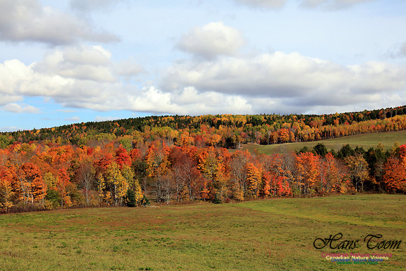 Maple Forest Fall Colours 2016