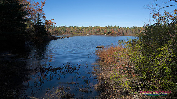 Frog Pond Stroll 109