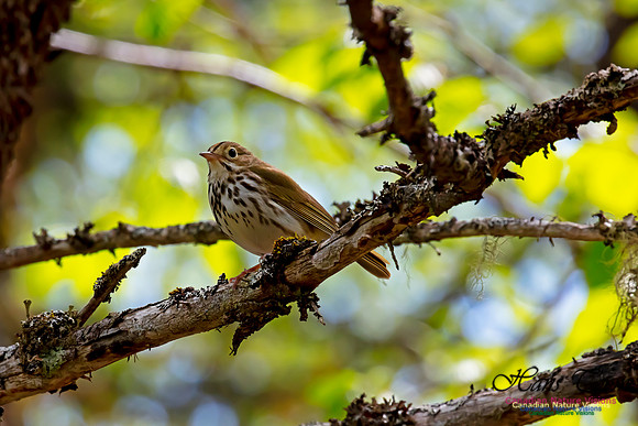 Ovenbird 42