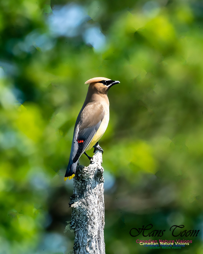 Cear Waxwing 110