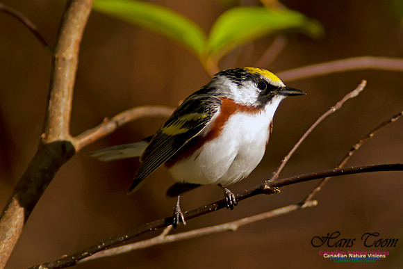 Chestnut-sided Warbler