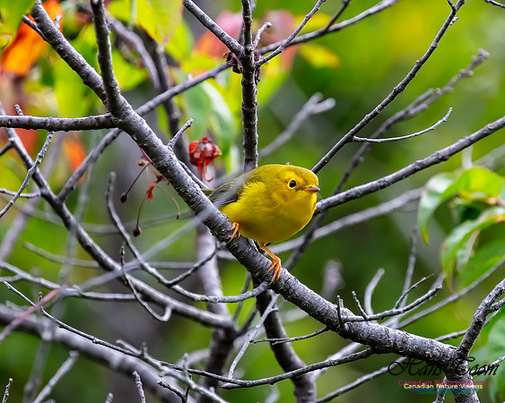 Wilson's Warbler 2