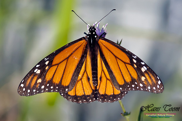 Monarch