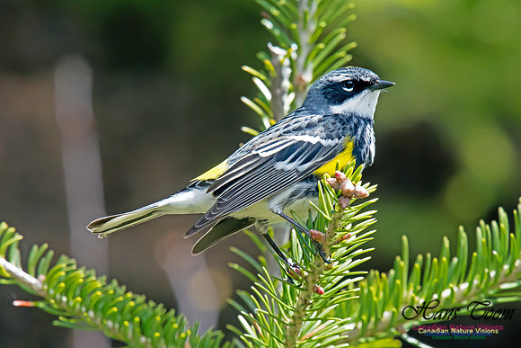 Yellow-rumped Warbler
