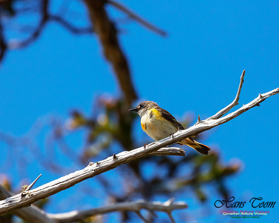 American Redstart 71