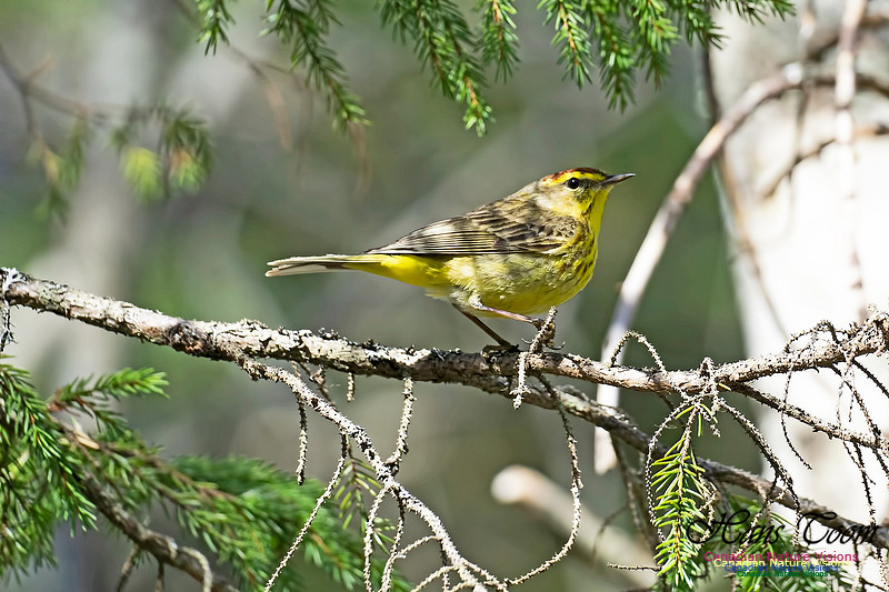 Palm Warbler 100