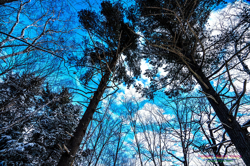 Some Winter Scenes 106