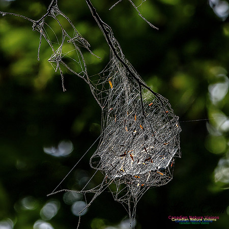 Fungi Walk 116