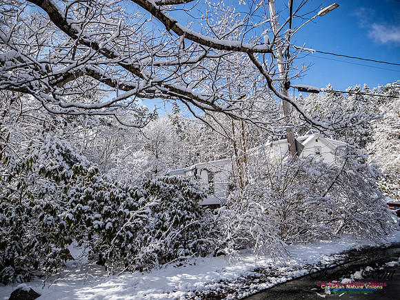 April Snow in Nova Scotia 237