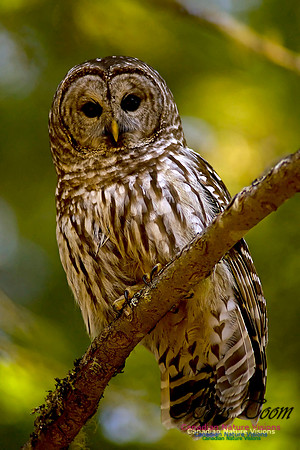 Barred Owl