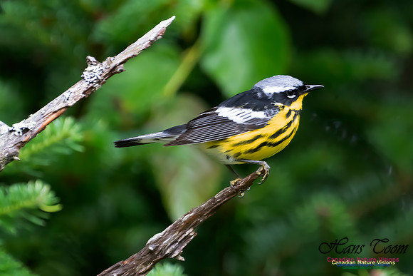 Magnolia Warbler 1052