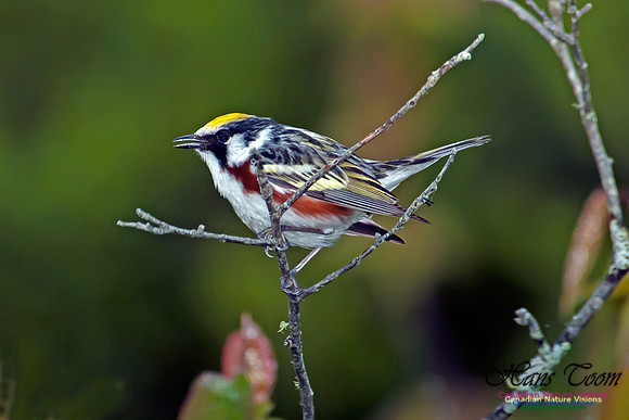 Chestnut-sided Warbler