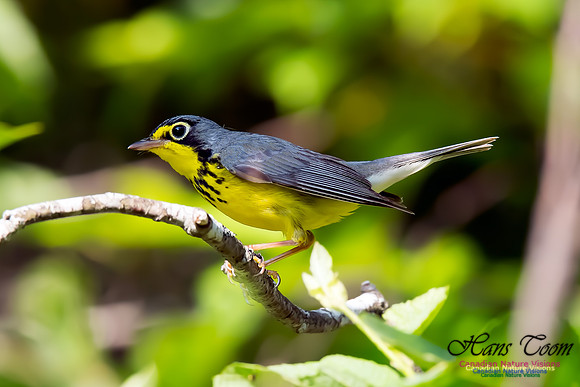 Canada Warbler