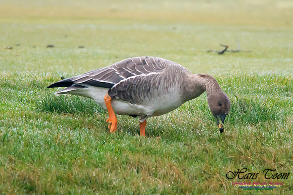 Bean Goose