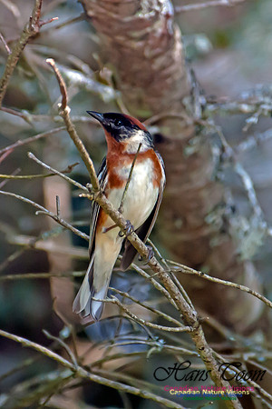 Bay-breasted Warbler
