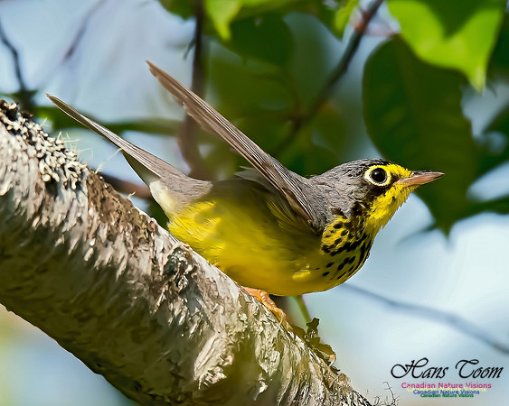 Canada Warbler 1
