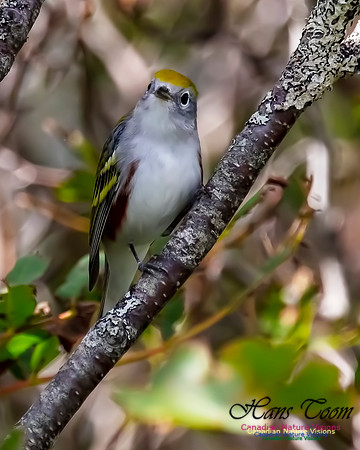 Chesnut-sided Warbler 250