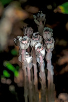 Ghost Plant