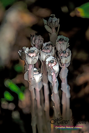 Indian Pipe 303