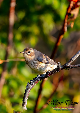 Yellow-rumped Warbler 301