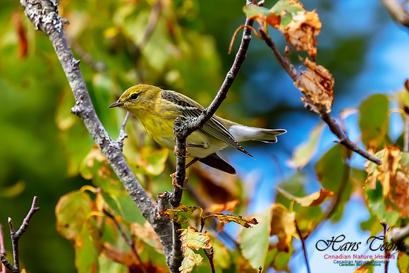 Blackpoll Warbler 303
