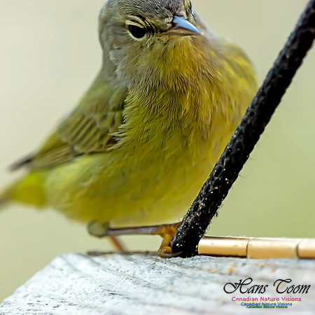 Orange-crowned Warbler 3