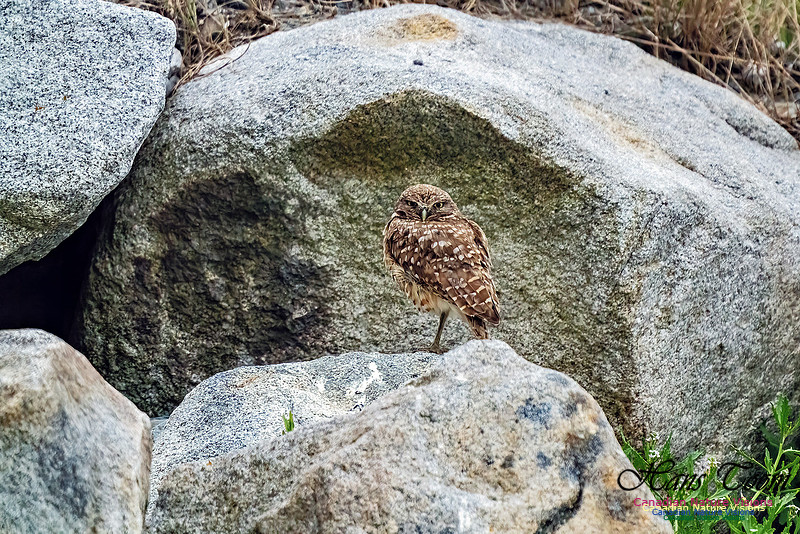 Burrowing Owl 126