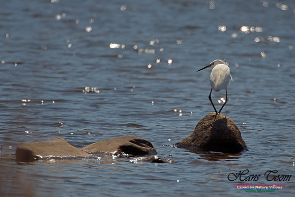 Little Egret