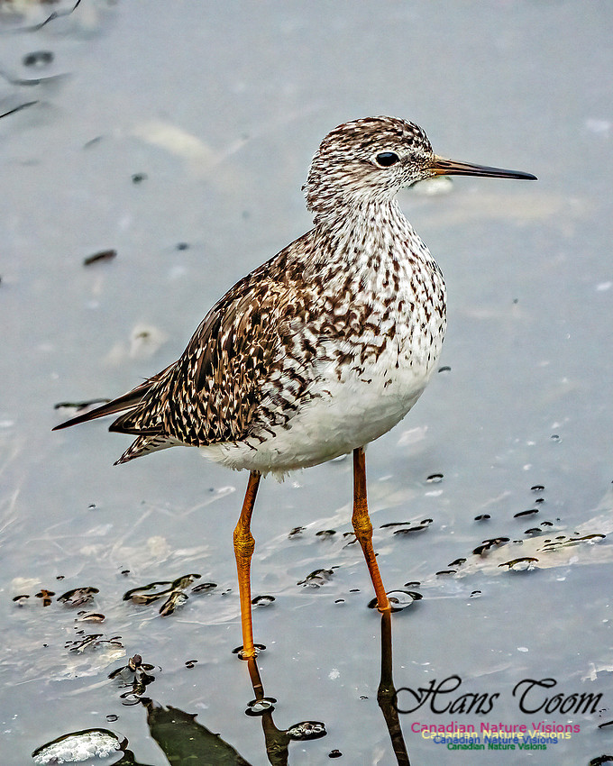 Lesser Yellowlegs 409