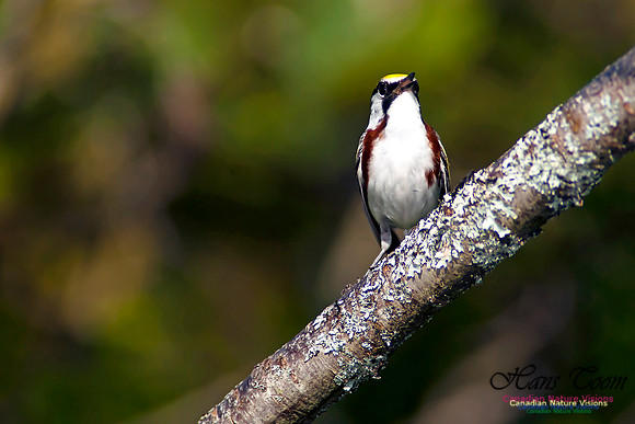 Chestnut-sided Warbler