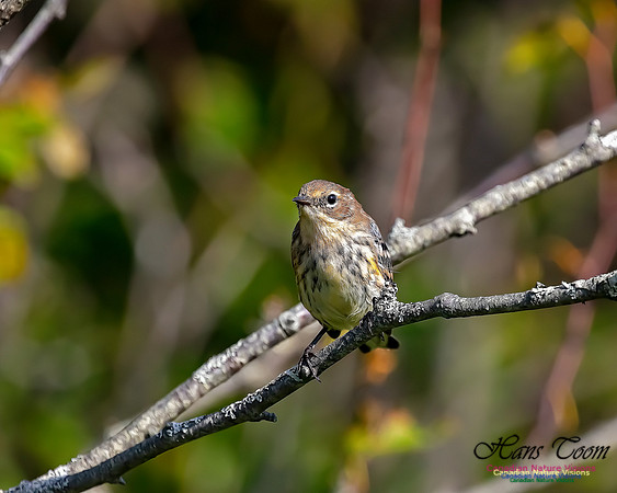Yellow-rumped Warbler 200